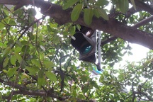 "Thất nghiệp" như đèn giao thông phố cổ Hà Nội