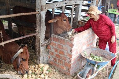 900 tấn sắn "ế", bò ăn không hết, người dân phải đào hố chôn