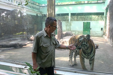 “Bắt” hổ phải đẻ