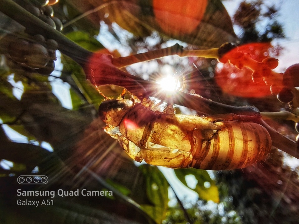 Nhiếp ảnh gia ‘thán phục’ nhiếp ảnh macro trên Galaxy A71|A51 - 1 Nhiếp ảnh gia ‘thán phục’ nhiếp ảnh macro trên Galaxy A71|A51 - 1