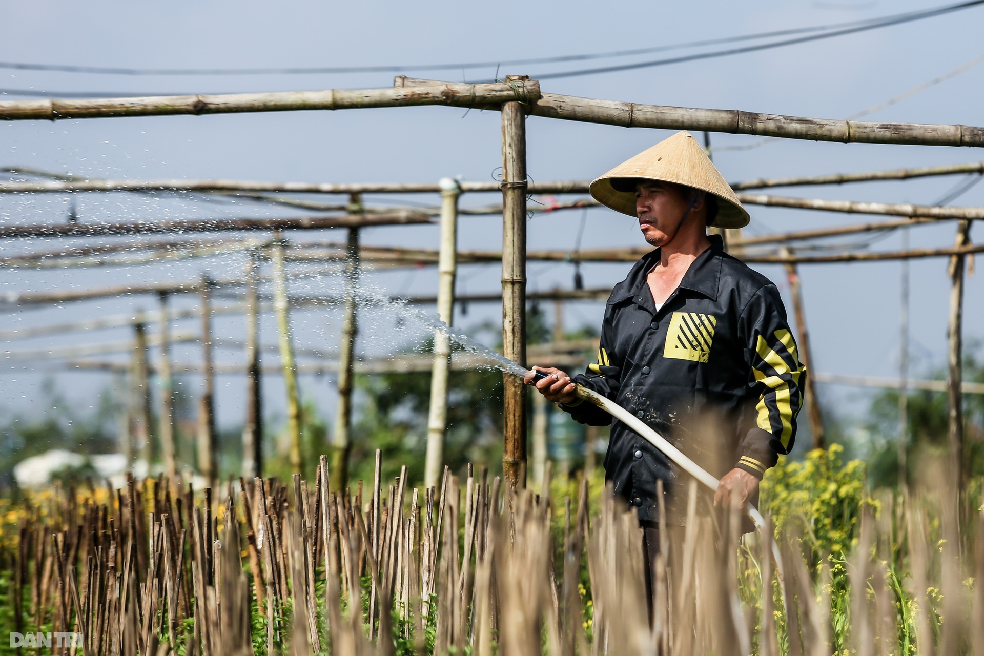 Nông dân Thừa Thiên Huế lo mất trắng vụ hoa Tết 2022 - 12