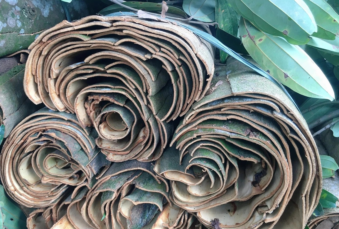 Trộm vỏ cây vàng xanh, 3 con nghiện bị khởi tố - 4 Trộm vỏ cây vàng xanh, 3 con nghiện bị khởi tố - 4