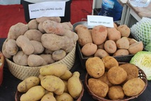 "Chống" khoai tây Trung Quốc "đội lốt" khoai tây Đà Lạt