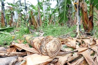 Sáng kiến lạ từ thân cây chuối khiến một công ty Đài Loan được săn lùng