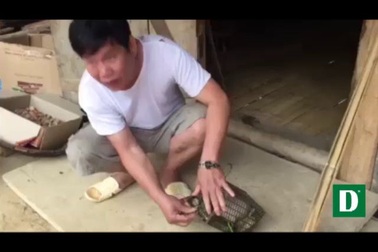 Dân bản bắt được con dúi màu trắng tuyệt đẹp.