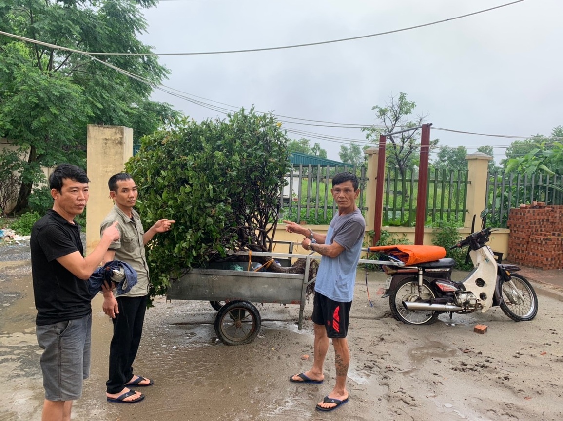 Nhóm con nghiện chỉ trộm cây cảnh giá 100 triệu đồng trở lên - 1 Nhóm con nghiện chỉ trộm cây cảnh giá 100 triệu đồng trở lên - 1
