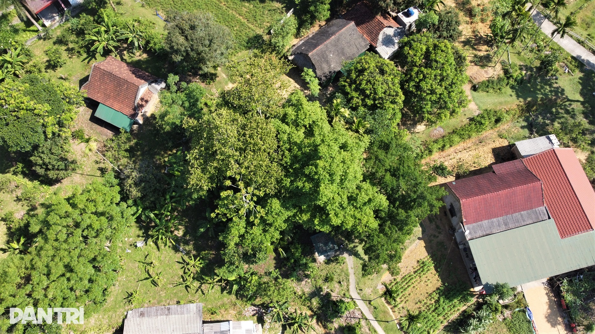 Cận cảnh cây thị 700 năm tuổi được công nhận là Cây Di sản Việt Nam - 2