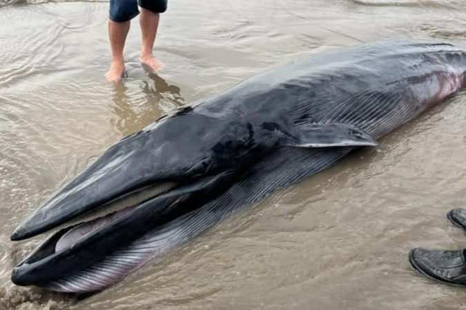 Cá voi nặng 300kg chết dạt vào bờ biển Trà Vinh - 1