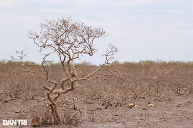 Hàng chục ha rừng phòng hộ ven biển bất ngờ chết khô