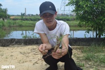 Trồng cỏ dại, người đàn ông khuyết tật khiến cả làng bất ngờ