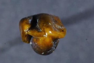 Lịch sử loài người có phải viết lại bởi cặp răng niên đại 9,7 triệu năm tuổi?