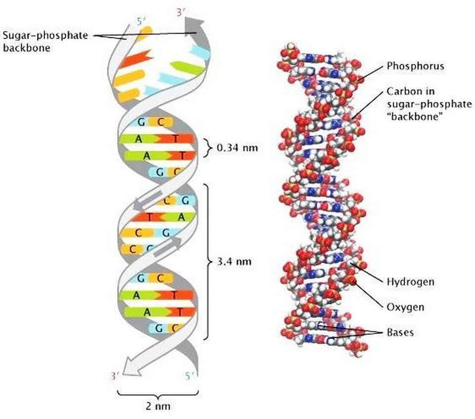 Bất ngờ phát hiện loại vi khuẩn đường ruột gây đột biến ung thư - 2 Bất ngờ phát hiện loại vi khuẩn đường ruột gây đột biến ung thư - 2