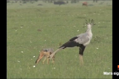 Mon men đến gần, chó rừng bị "quái điểu" dọa chạy bán sống bán chết