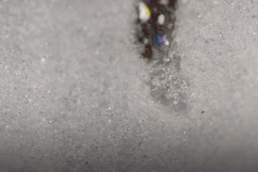 Bạn có biết vì sao một đàn kiến hàng ngàn con không bao giờ bị “tắc đường”?