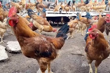 video gà bài 1.mp4