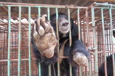 12 cá thể gấu nuôi nhốt chết trong 2 tháng