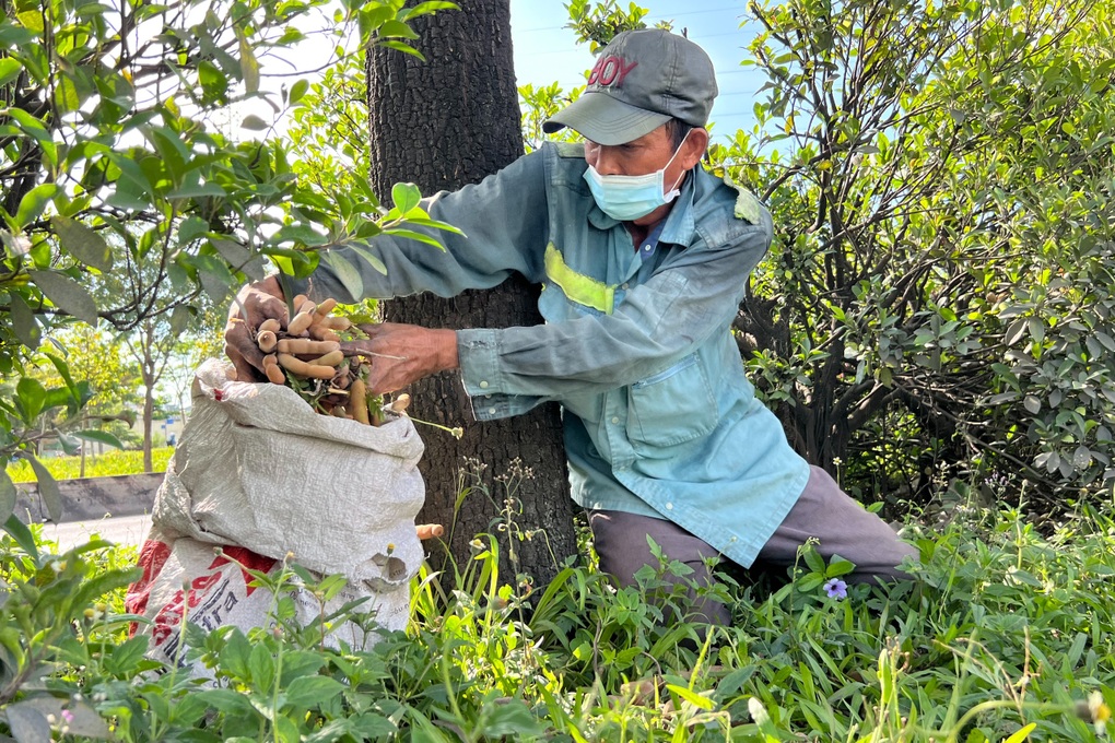 Nỗi lòng của người đàn ông hái me trên đường phố TPHCM - 4 Nỗi lòng của người đàn ông hái me trên đường phố TPHCM - 4