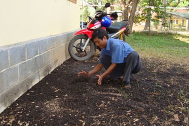 Bọ xít “nhuộm đen” cả một vùng quê