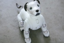 Gặp khó mảng di động, Sony quay lại dự án robot từ năm 1999