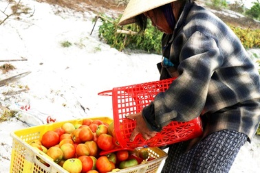 Cà chua được mùa mất giá, nông dân "đứng ngồi không yên"