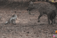 Linh cẩu tham lam "cả gan" cướp miếng mồi của trăn dữ và cái kết