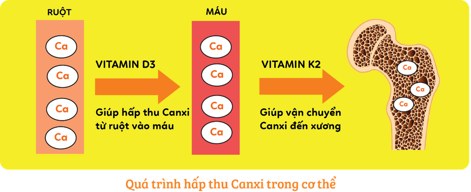 Vitamin K2 có thật sự cải thiện chiều cao cho trẻ? - 1 Vitamin K2 có thật sự cải thiện chiều cao cho trẻ? - 1