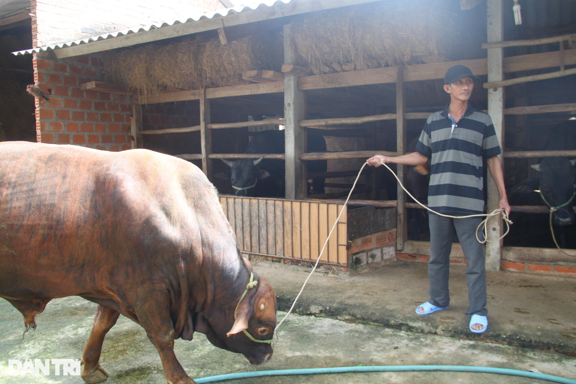 Cả làng thoát nghèo nhờ nuôi bò lai vỗ béo - 1 Cả làng thoát nghèo nhờ nuôi bò lai vỗ béo - 1