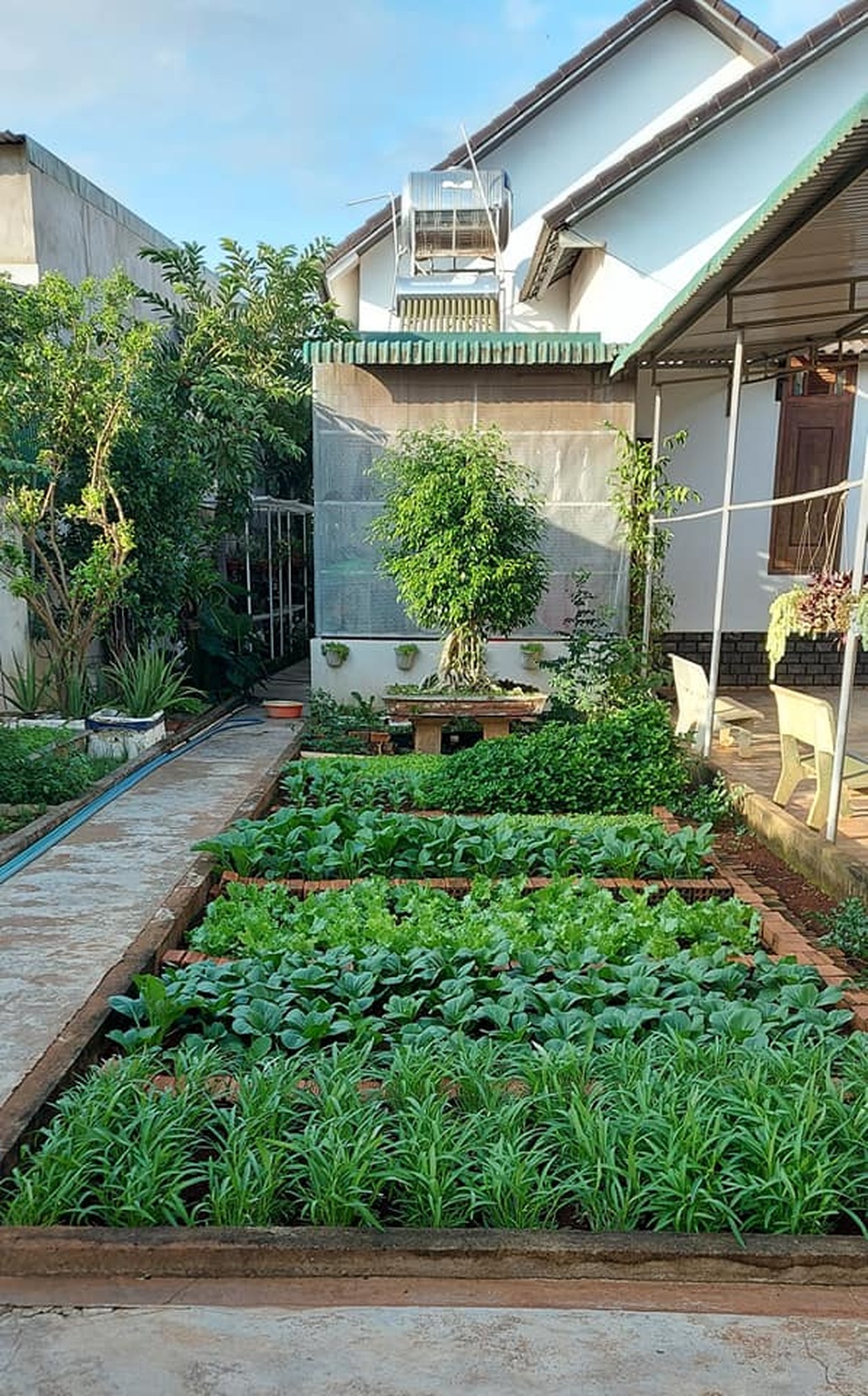 Mẹ đảm ở Đắk Lắk trồng đủ loại rau xanh trong khu vườn 20m2 - 2 Mẹ đảm ở Đắk Lắk trồng đủ loại rau xanh trong khu vườn 20m2 - 2