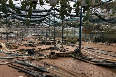 Chủ vườn sen đá 3.000m2 ở Lâm Đồng thiệt hại tiền tỷ sau trận lũ