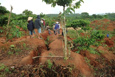 Dân bất chấp nguy hiểm vào vùng sạt lở thu hoạch cà phê