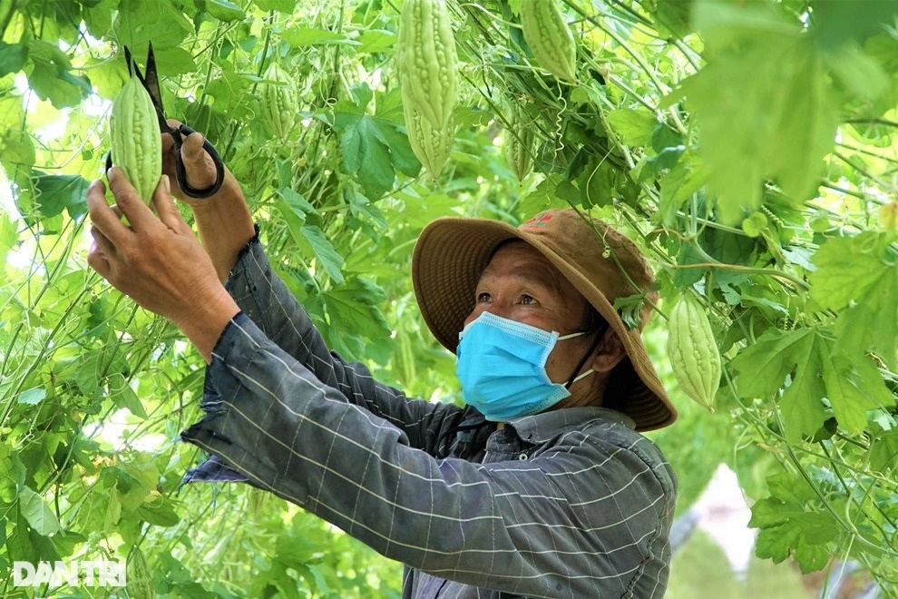 Con đường khổ qua vạn người mê giúp lão nông miền Tây sống khỏe - 3 Con đường khổ qua vạn người mê giúp lão nông miền Tây sống khỏe - 3