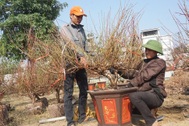 Hoa Tết giá mềm, người dân tranh thủ đi chọn sớm
