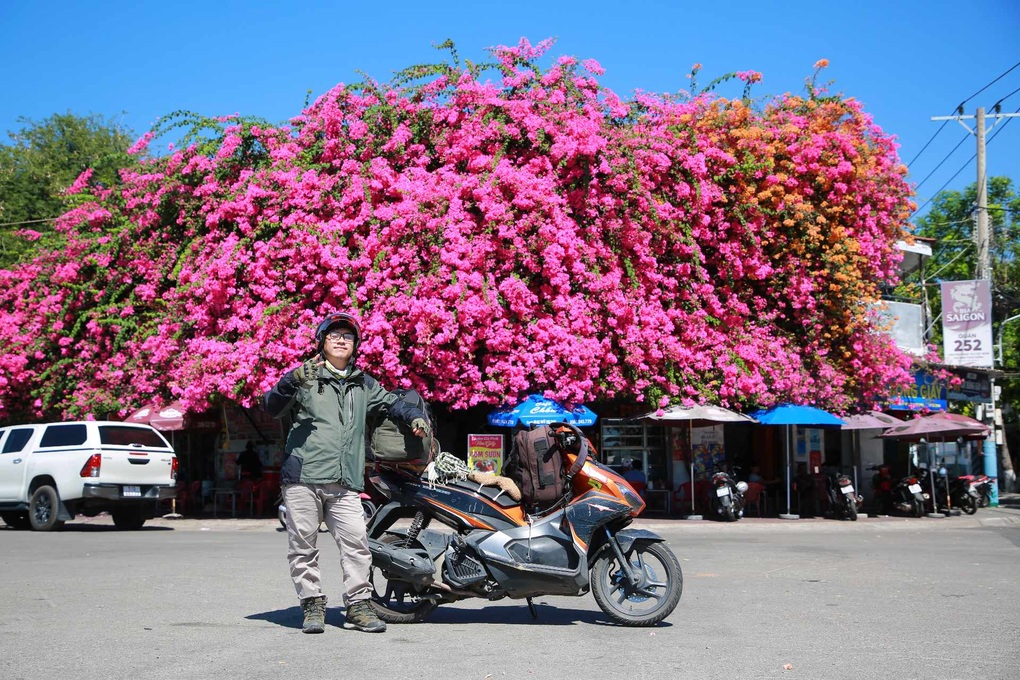 Giàn hoa giấy khổng lồ, phủ kín căn nhà bên bờ sông ở Phan Thiết - 2