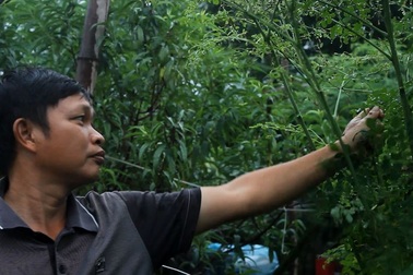 Cử nhân bỏ việc lương cao về quê nuôi lợn bằng thảo dược, kiếm tiền trăm triệu