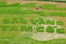 Khám phá hai địa danh ngắm lúa xanh đẹp nhất Ninh Bình