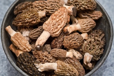 Loại nấm sần sùi, xấu xí nhưng "quý như vàng", giá hơn chục triệu đồng/kg