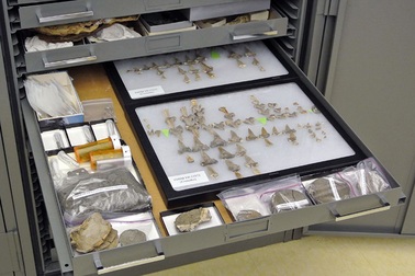 Phát hiện hoá thạch loài cá mập khổng lồ 91 triệu năm tuổi chưa từng được biết đến