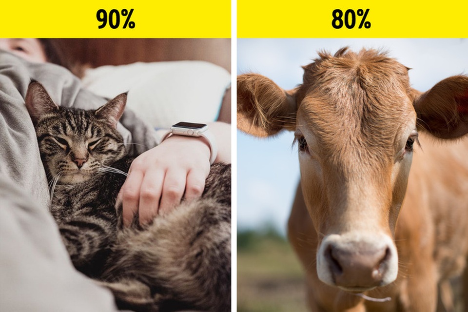 Những sự thật sẽ khiến bạn kinh ngạc về bộ gen của mình - 5 Những sự thật sẽ khiến bạn kinh ngạc về bộ gen của mình - 5