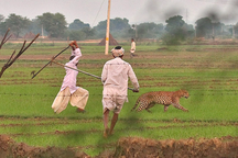 Cha liều mình rượt đuổi báo hoa mai để cứu mạng con gái 6 tuổi