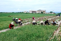 Lắp đặt cáp ngầm xuyên biển đưa điện đến với Lý Sơn