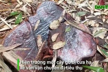 Hiện trường gỗ rừng phòng hộ ở Bình Định bị chặt phá