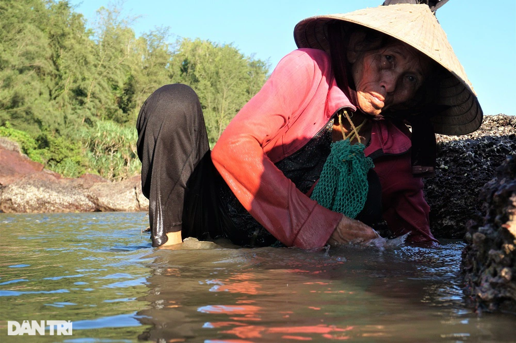Ngâm mình tới ngang ngực, ngư dân bới đá tìm hạt ngọc biển - 8 Ngâm mình tới ngang ngực, ngư dân bới đá tìm hạt ngọc biển - 8