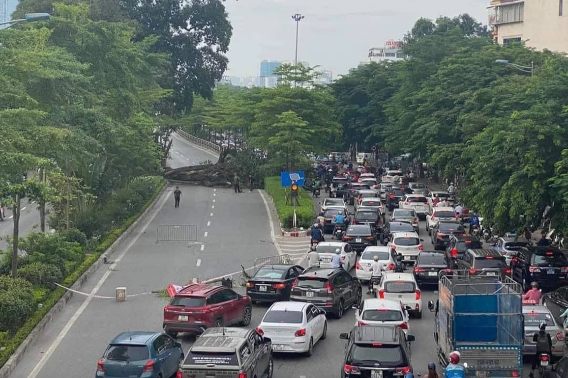 Cây đa trăm tuổi được bảo tồn khi làm đường nghìn tỷ bất ngờ gãy nhánh lớn - 1 Cây đa trăm tuổi được bảo tồn khi làm đường nghìn tỷ bất ngờ gãy nhánh lớn - 1