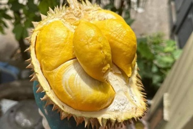 Hơn 100.000 đồng/kg sầu riêng óc khỉ