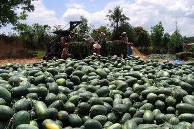 Dưa rớt giá thê thảm: Lỗ nặng, "trắng tay" vẫn bị “xin đểu”, ép giá