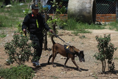 Chó nghiệp vụ truy lùng hung thủ sát hại 3 phụ nữ ở Khánh Hòa