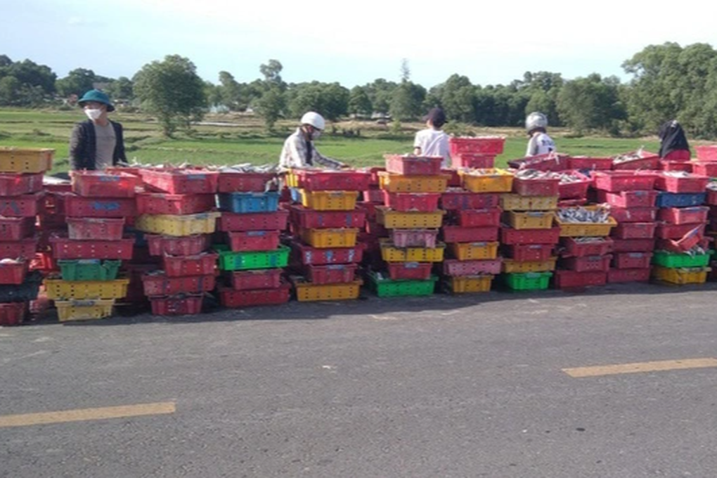 Xe tải bị lật, người dân lội bùn thu gom 5 tấn cá giúp tài xế - 2