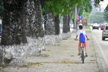 Hàng cây xà cừ cuối cùng trên đường Kim Mã trước ngày đánh chuyển