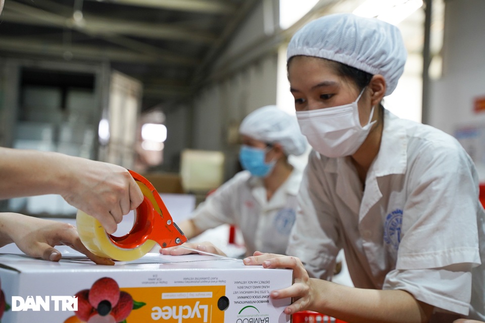 Cận cảnh quy trình đóng gói vải thiều không Covid-19 xuất sang Nhật Bản - 4 Cận cảnh quy trình đóng gói vải thiều không Covid-19 xuất sang Nhật Bản - 4