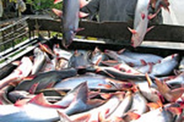 Bơm tiền chưa chắc cứu được nghề nuôi cá tra